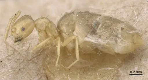 Brachymyrmex modestus specimen CASENT0911604 image casent0911604_3
