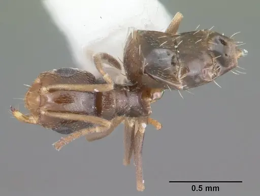Brachymyrmex musculus specimen CASENT0103631 image casent0103631_1