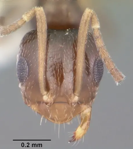 Brachymyrmex musculus specimen CASENT0103631 image casent0103631_2