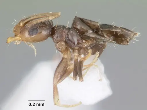 Brachymyrmex musculus specimen CASENT0103631 image casent0103631_3