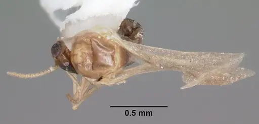 Brachymyrmex musculus specimen CASENT0103633 image casent0103633_1