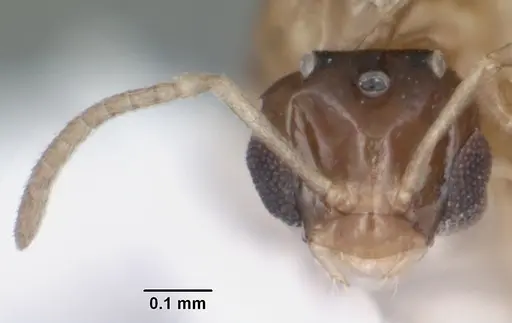 Brachymyrmex musculus specimen CASENT0103633 image casent0103633_2