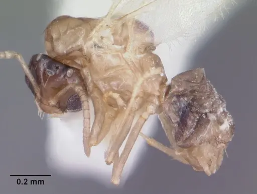 Brachymyrmex musculus specimen CASENT0103633 image casent0103633_3