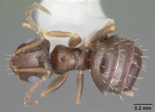 Brachymyrmex musculus specimen CASENT0103634 image casent0103634_1
