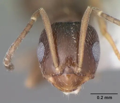 Brachymyrmex musculus specimen CASENT0103634 image casent0103634_2