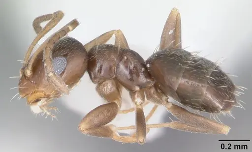 Brachymyrmex musculus specimen CASENT0103634 image casent0103634_3