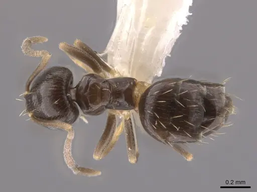 Brachymyrmex musculus specimen CASENT0635184 image casent0635184_1