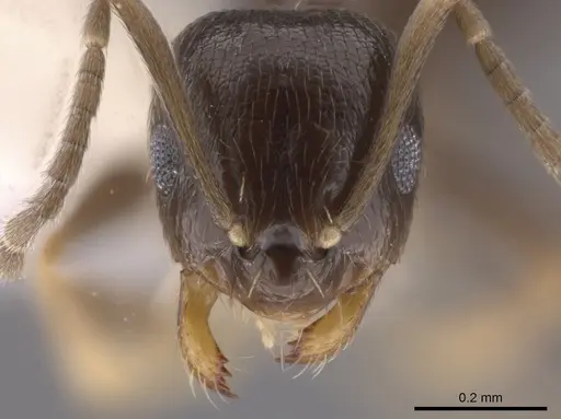 Brachymyrmex musculus specimen CASENT0635184 image casent0635184_2