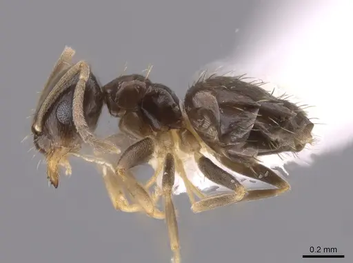 Brachymyrmex musculus specimen CASENT0635184 image casent0635184_3