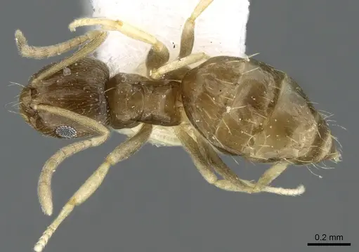 Brachymyrmex musculus specimen CASENT0906245 image casent0906245_1