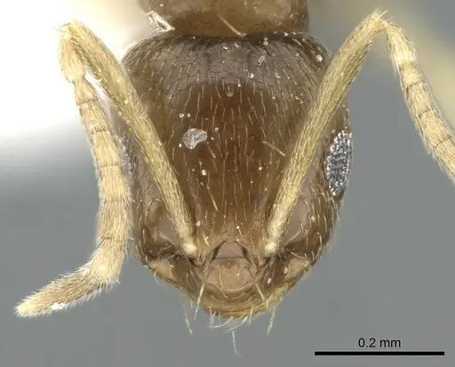 Brachymyrmex musculus specimen CASENT0906245 image casent0906245_2
