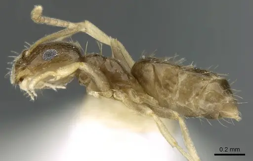 Brachymyrmex musculus specimen CASENT0906245 image casent0906245_3