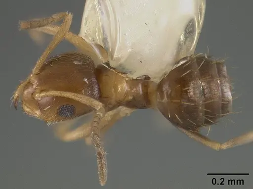 Brachymyrmex musculus specimen USNMENT00441936 image usnment00441936_1