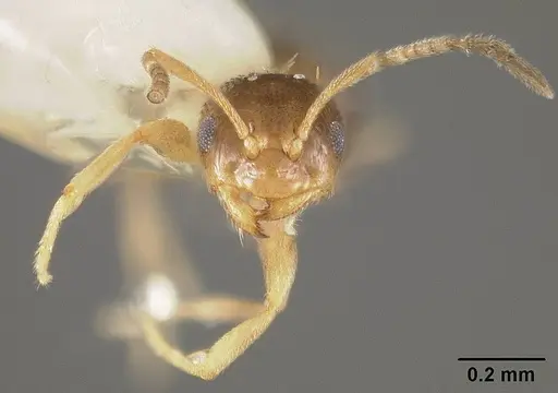 Brachymyrmex musculus specimen USNMENT00441936 image usnment00441936_2