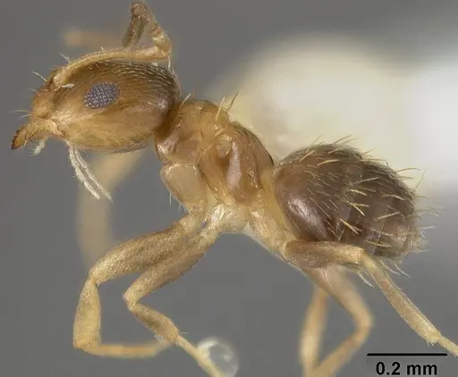 Brachymyrmex musculus specimen USNMENT00441936 image usnment00441936_3