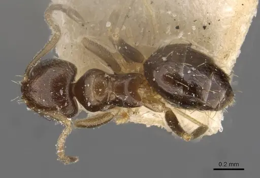 Brachymyrmex musculus specimen USNMENT00757155 image usnment00757155_1
