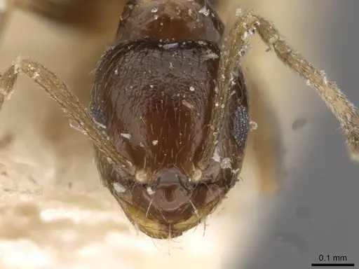 Brachymyrmex musculus specimen USNMENT00757155 image usnment00757155_2