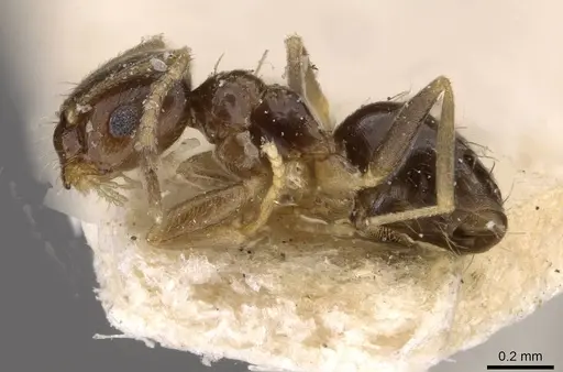 Brachymyrmex musculus specimen USNMENT00757155 image usnment00757155_3