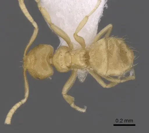 Brachymyrmex myops specimen CASENT0249948 image casent0249948_1