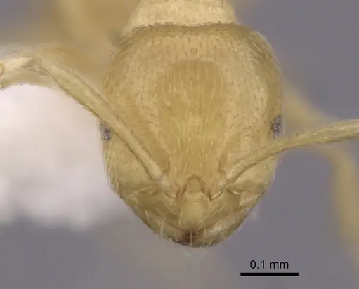 Brachymyrmex myops specimen CASENT0249948 image casent0249948_2