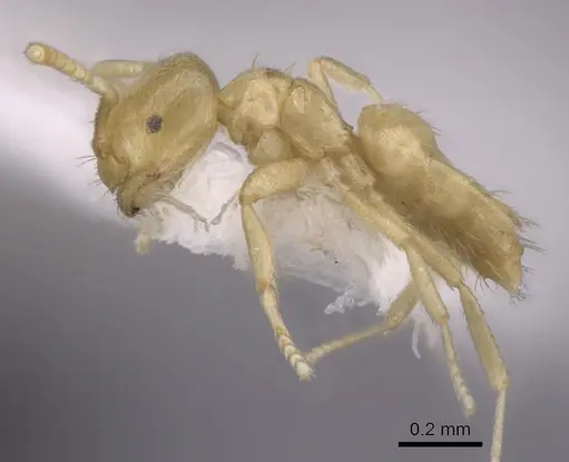 Brachymyrmex myops specimen CASENT0249948 image casent0249948_3