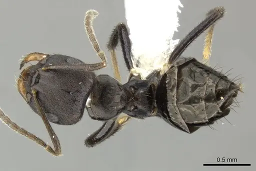 Brachymyrmex nebulosus specimen CASENT0609689 image casent0609689_1
