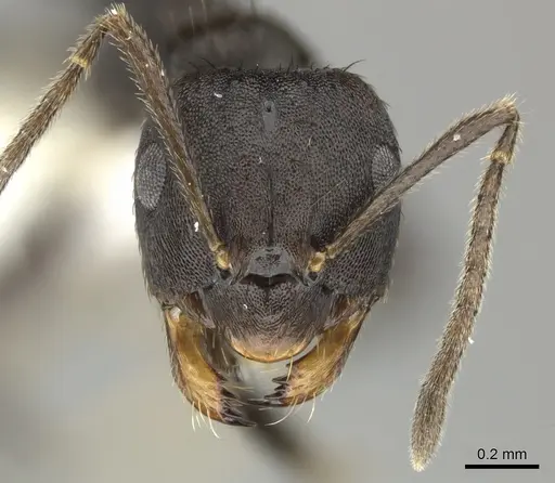 Brachymyrmex nebulosus specimen CASENT0609689 image casent0609689_2