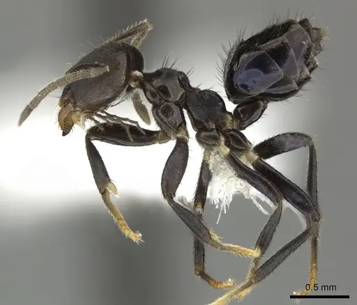 Brachymyrmex nebulosus specimen CASENT0609689 image casent0609689_3