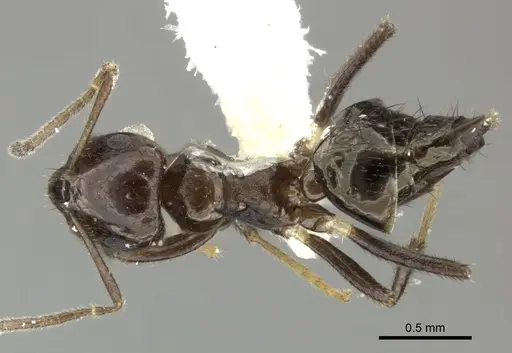 Brachymyrmex nebulosus specimen CASENT0619184 image casent0619184_1