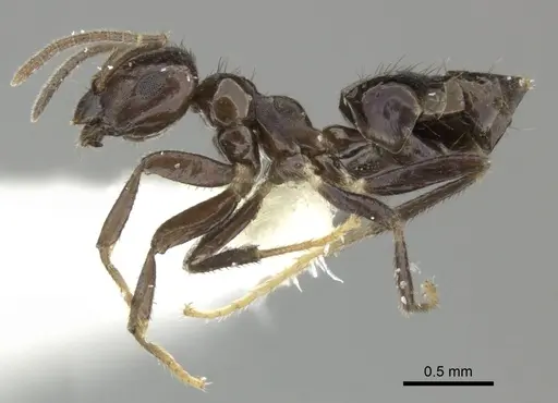 Brachymyrmex nebulosus specimen CASENT0619184 image casent0619184_3
