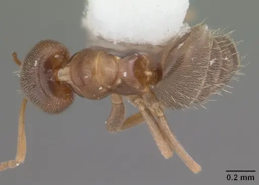 Brachymyrmex obscurior specimen CASENT0103624 image casent0103624_1