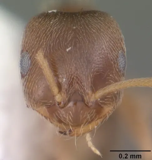 Brachymyrmex obscurior specimen CASENT0103624 image casent0103624_2