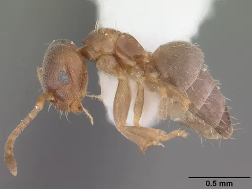 Brachymyrmex obscurior specimen CASENT0103624 image casent0103624_3