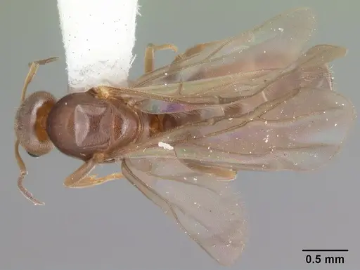 Brachymyrmex obscurior specimen CASENT0103640 image casent0103640_1
