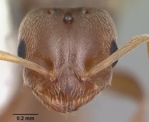 Brachymyrmex obscurior specimen CASENT0103640 image casent0103640_2