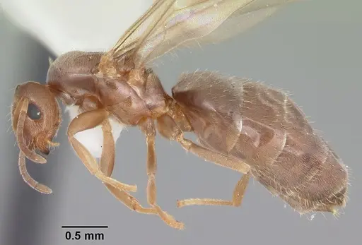 Brachymyrmex obscurior specimen CASENT0103640 image casent0103640_3