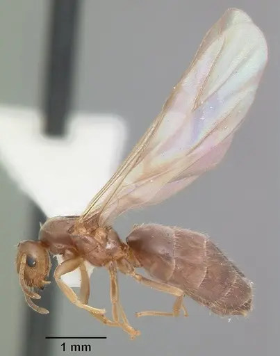 Brachymyrmex obscurior specimen CASENT0103640 image casent0103640_4