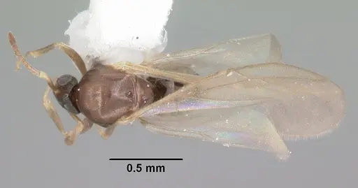 Brachymyrmex obscurior specimen CASENT0103641 image casent0103641_1