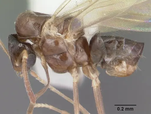 Brachymyrmex obscurior specimen CASENT0103641 image casent0103641_3