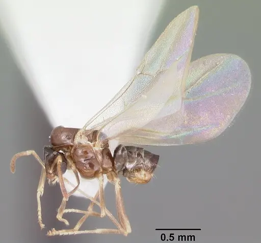 Brachymyrmex obscurior specimen CASENT0103641 image casent0103641_4