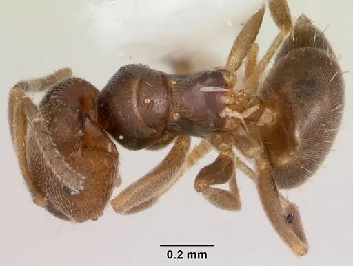 Brachymyrmex obscurior specimen CASENT0104889 image casent0104889_1