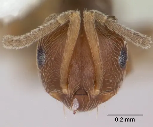 Brachymyrmex obscurior specimen CASENT0104889 image casent0104889_2