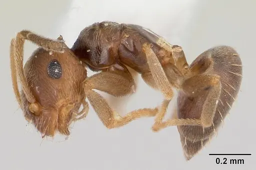 Brachymyrmex obscurior specimen CASENT0104889 image casent0104889_3