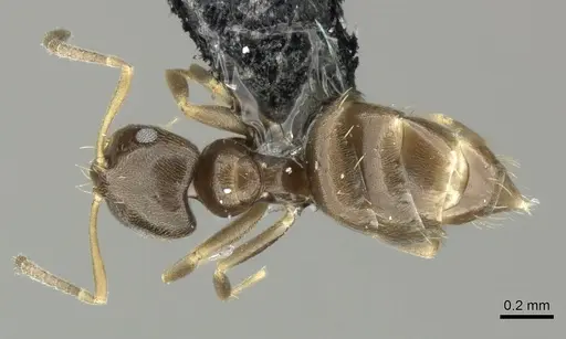 Brachymyrmex obscurior specimen CASENT0219802 image casent0219802_1