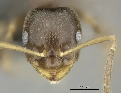 Brachymyrmex obscurior specimen CASENT0219802 image casent0219802_2