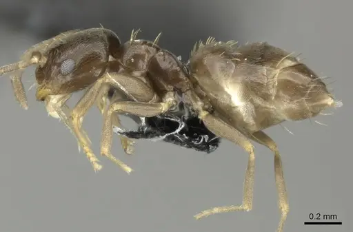 Brachymyrmex obscurior specimen CASENT0219802 image casent0219802_3