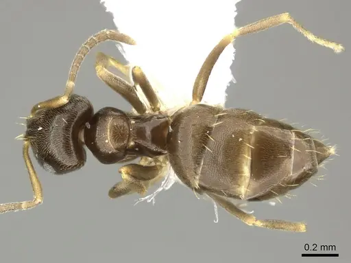 Brachymyrmex obscurior specimen CASENT0219804 image casent0219804_1