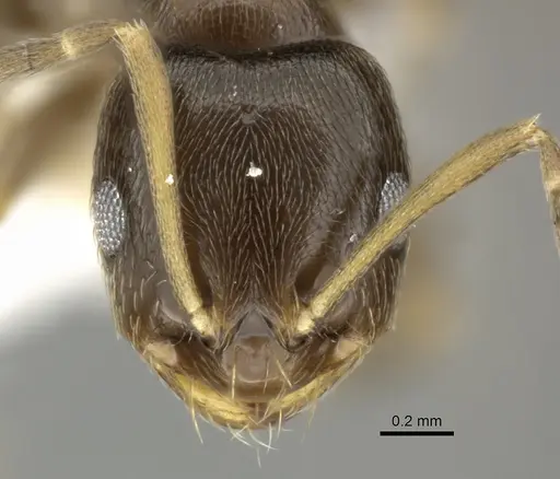 Brachymyrmex obscurior specimen CASENT0219804 image casent0219804_2