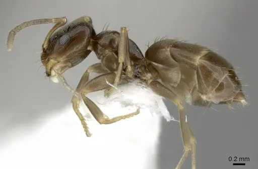 Brachymyrmex obscurior specimen CASENT0219804 image casent0219804_3