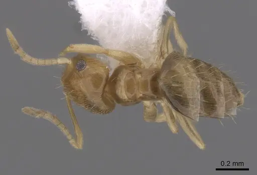 Brachymyrmex obscurior specimen CASENT0249949 image casent0249949_1